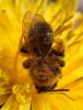 Andrena bicolor